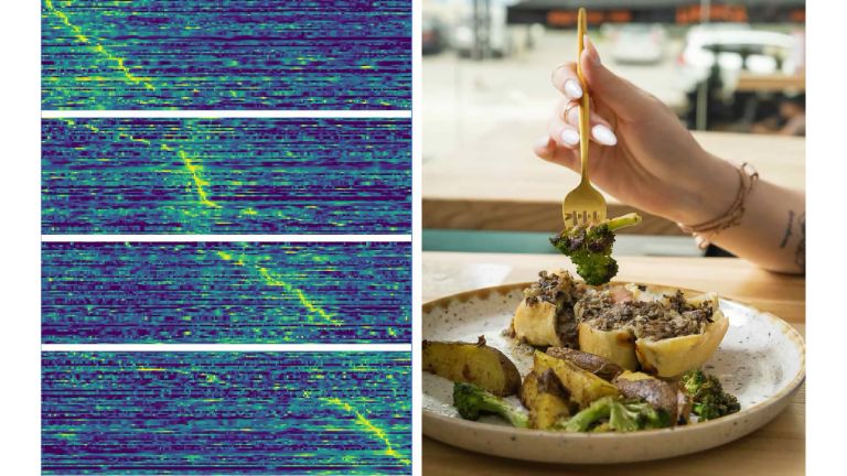 FAU-Forschende haben festgestellt: Während wir essen, werden abwechselnd 4 verschiedene Gruppen an Neuronen aktiv, um vermutlich sicherzustellen, dass wir weder zu wenig noch zu viel Nahrung zu uns nehmen. In der Abbildung links steht die X-Achse für die Zeit, die Y-Achse für die einzelnen Neuronen. Sind sie farbig hervorgehoben, symbolisiert dies ihre Aktivität.