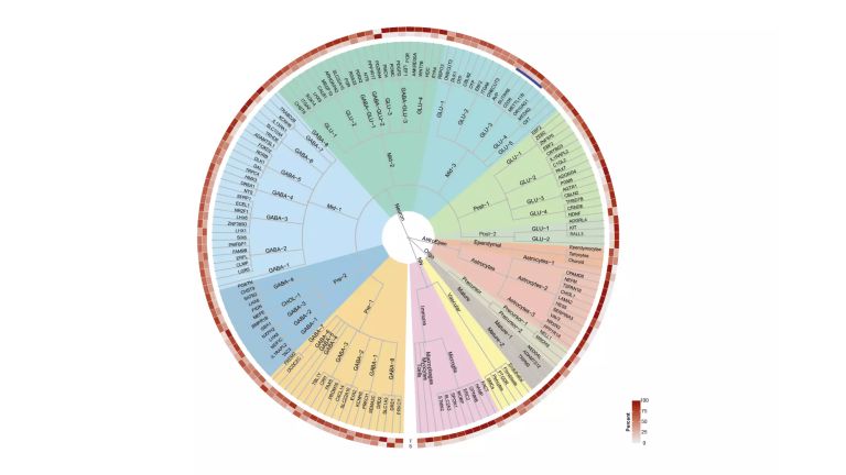 Die HypoMAP ist eine detaillierte Karte des menschlichen Hypothalamus.