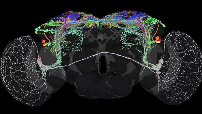 Die Aufnahme zeigt alle Neuronen (farblich kodiert nach Typ), die das circadiane Uhrnetzwerk von Drosophila bilden.